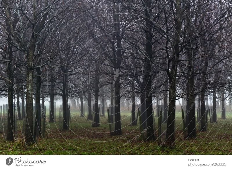 dichte Umwelt Natur Landschaft Pflanze Herbst Winter schlechtes Wetter Nebel Baum Gras Garten Park Wald eckig gruselig kalt Wachstum Geäst Zweige u. Äste