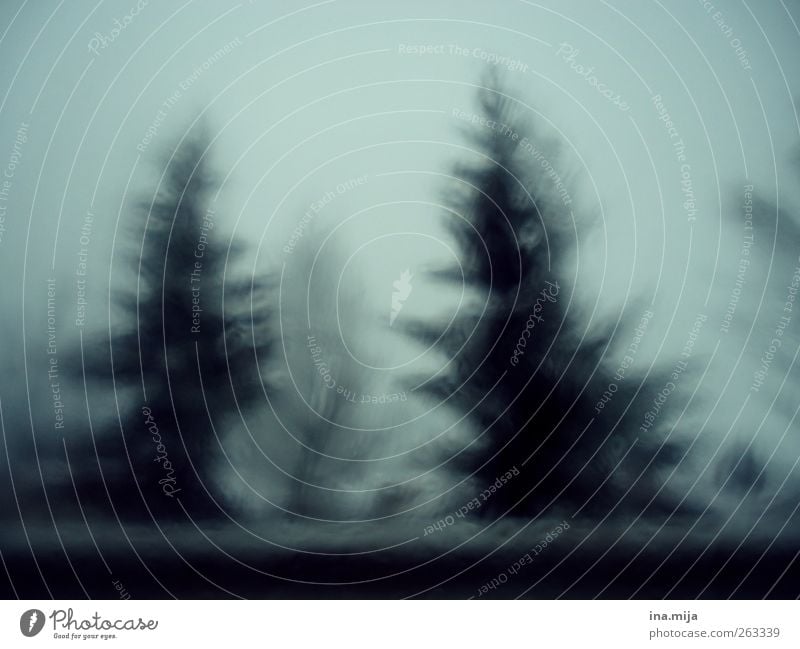 Zauberwald Umwelt Natur Wolkenloser Himmel Winter schlechtes Wetter Unwetter Sturm Nebel Eis Frost Schnee Baum träumen gefährlich Endzeitstimmung Nostalgie