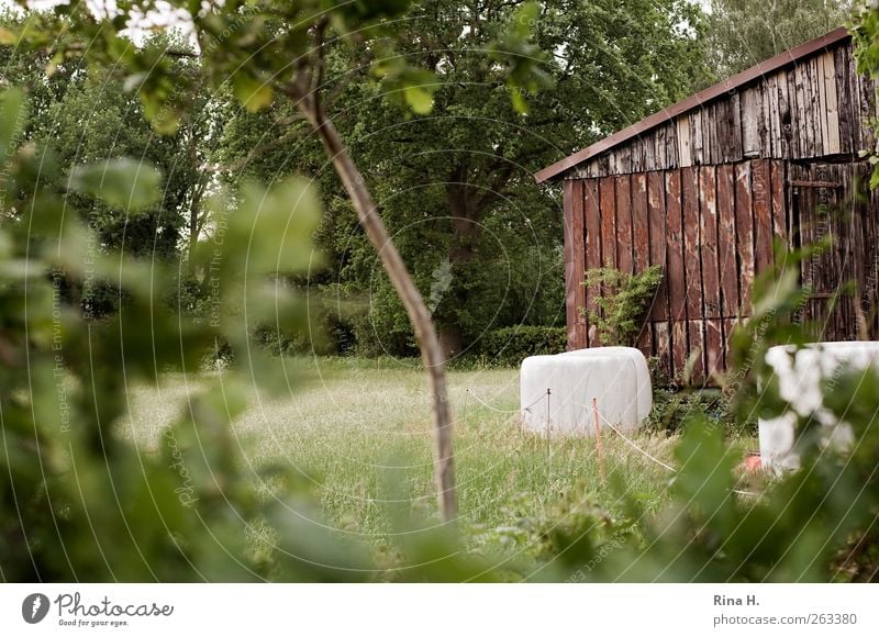 Landleben Landwirtschaft Forstwirtschaft Umwelt Natur Landschaft Pflanze Sommer Baum Gras Sträucher Feld Hütte authentisch grün Geborgenheit Scheune Heuballen