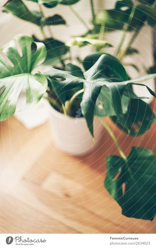 Monstera in white flower pot standing on floor boards Häusliches Leben Wohnung Innenarchitektur Dekoration & Verzierung Fensterblätter Dielenboden Parkett