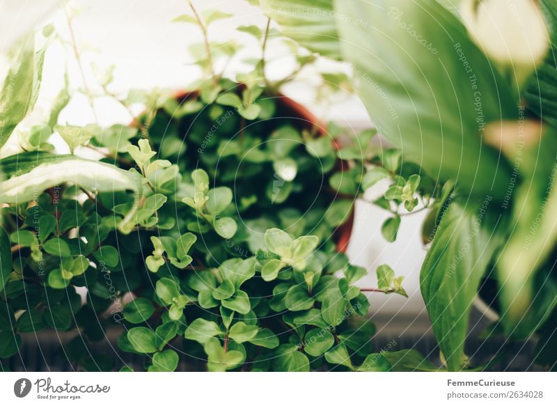 Green plants in the windowsill Natur Häusliches Leben Pflanze Grünpflanze Fensterbrett Dekoration & Verzierung grün Topfpflanze hell Sonne Farbfoto