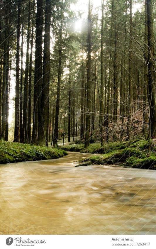 flussabwärts Umwelt Natur Landschaft Wasser Frühling Wetter Schönes Wetter Pflanze Baum Gras Sträucher Moos Grünpflanze Wald Bach Fluss dünn hell hoch braun