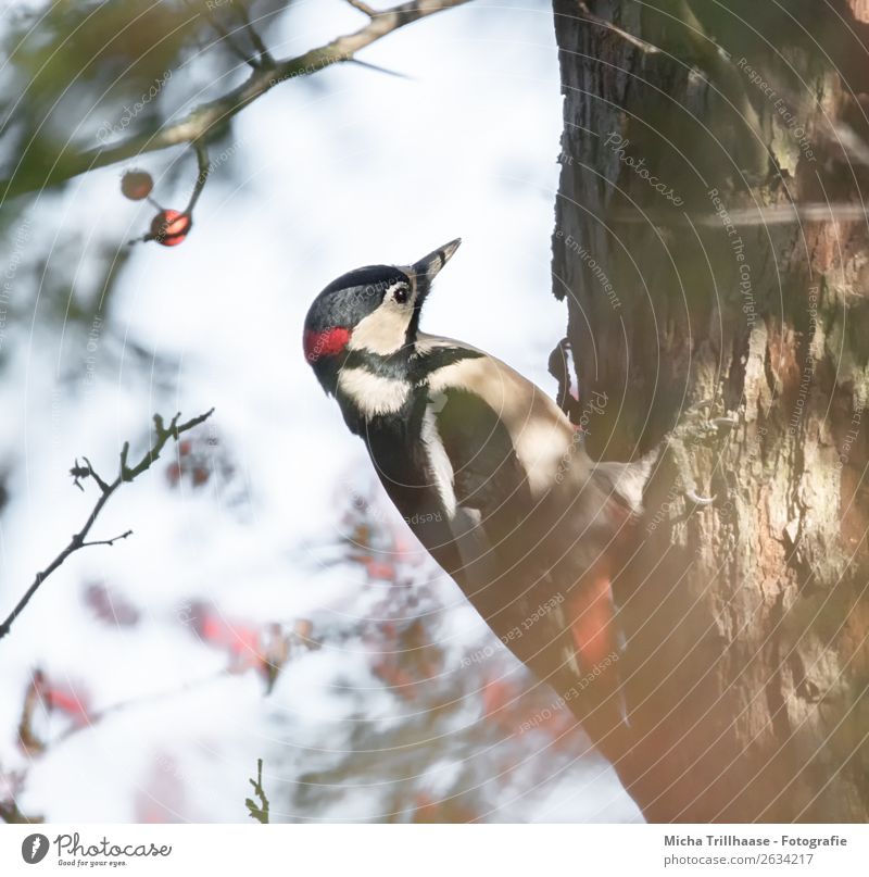 Buntspecht am Baumstamm Natur Tier Sonne Sonnenlicht Schönes Wetter Wildtier Vogel Tiergesicht Flügel Krallen Specht Schnabel Feder 1 beobachten Fressen hängen