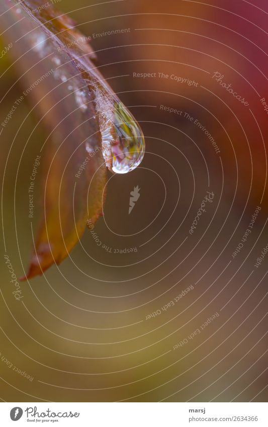 Es ist schon ganz schön traurig Leben harmonisch Erholung ruhig Meditation Wassertropfen Herbst Blatt Erfrischung hängen außergewöhnlich dunkel authentisch nass