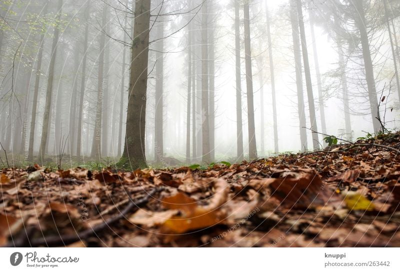 morgens im Nebel Erholung ruhig Landwirtschaft Forstwirtschaft Natur Pflanze Herbst Schönes Wetter Baum Blatt Wald dehydrieren braun grün weiß Nebelwald