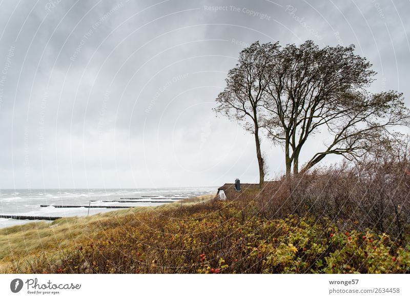 Haus am Meer Ferne Strand Wellen Natur Himmel Wolken Horizont Herbst Wind Sturm Küste Ostsee maritim wild braun gelb grau Fischland Holzpfahl Düne Regenwolken