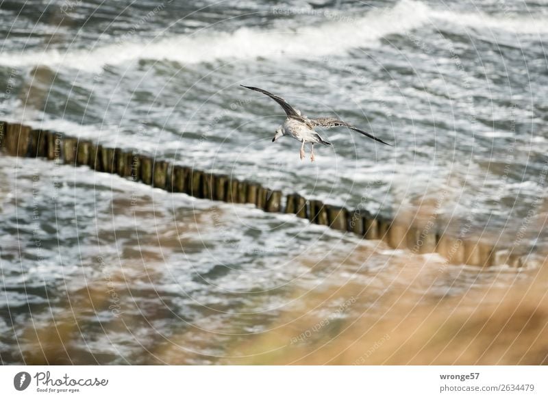 Sturmvogel Umwelt Natur Tier Wasser Herbst Wind Wellen Küste Ostsee Wildtier Vogel Möwe 1 fliegen maritim braun grau fliegend Querformat Buhne Brandung Farbfoto