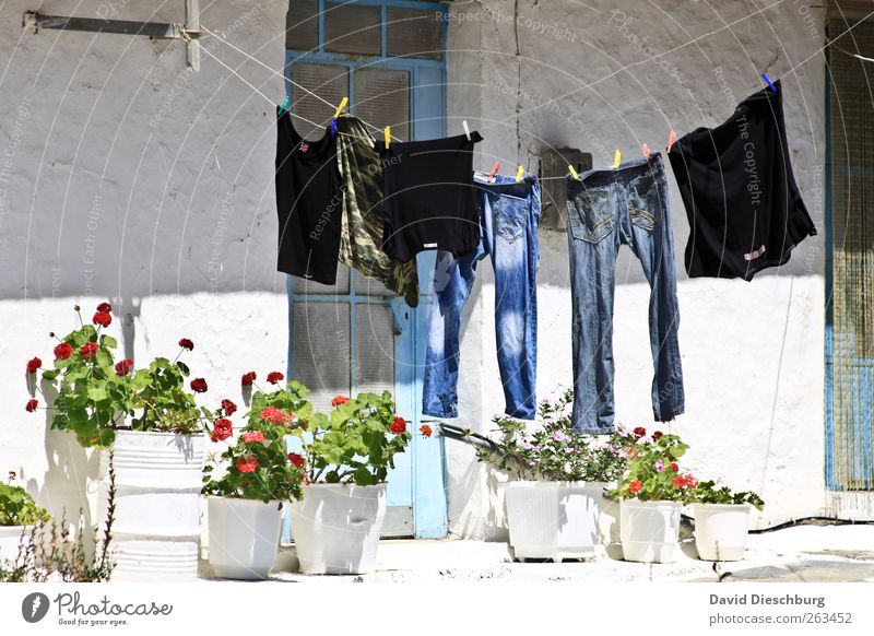 Im Hinterhof Haus Bekleidung T-Shirt Jeanshose weiß trocknen Wäsche Wäscheleine Wäscheklammern aufhängen Schnur Pflanze Blume Blumentopf Tür Häusliches Leben