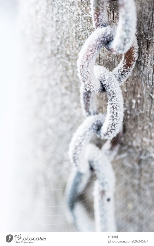 Gefrorene Kette Winter Eis Frost Kettenglied Metall Stahl kalt gefroren weiß Eiskristall Farbfoto Gedeckte Farben Außenaufnahme Nahaufnahme Menschenleer