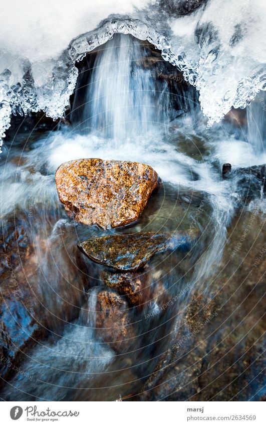 Verwandlung | Eis zu Wasser Leben Natur Frühling Frost Bach Stein kalt natürlich Reinheit Traurigkeit Beginn Bewegung Leichtigkeit träumen Überleben