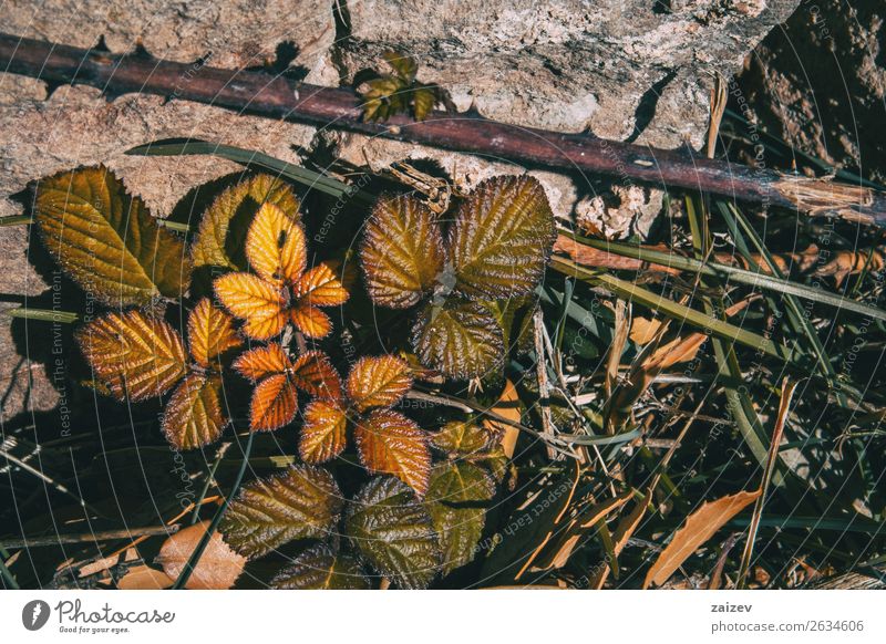 Nahaufnahme von Rosa rubiginosa im Winter im Freien schön Windstille Berge u. Gebirge Garten Tapete Natur Pflanze Herbst Sträucher Blatt Park Wald dunkel