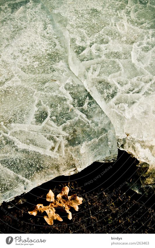 Wandel und Veränderung Natur Urelemente Erde Wasser Herbst Winter Eis Frost Blatt authentisch kalt Klima Wandel & Veränderung Eisscholle Eiskristall Tauwetter