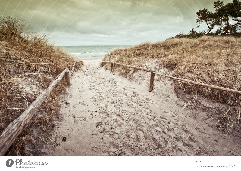 Ein Wiedersehen Umwelt Natur Landschaft Urelemente Sand Wasser Himmel Wolken Horizont Winter Klima Wetter Gras Wellen Küste Strand Ostsee Meer Wege & Pfade