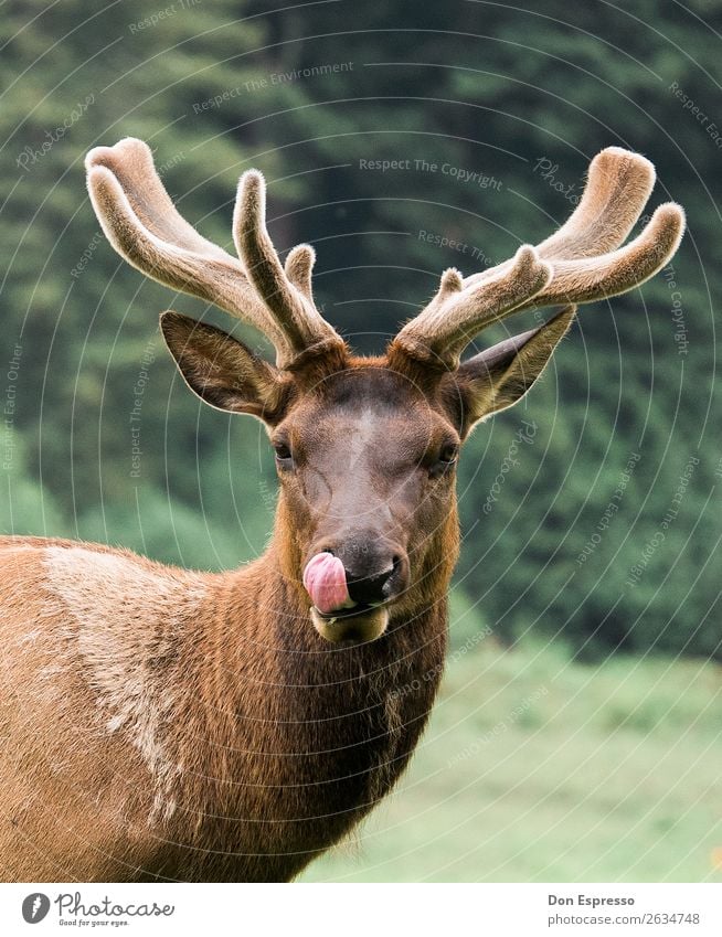 Hmm, lecker Umwelt Natur Tier Wildtier Wapiti-Hirsche 1 Blick Neugier Zufriedenheit lutschen Zunge Jägermeister Fell Redwoods NP Horn Menschenleer