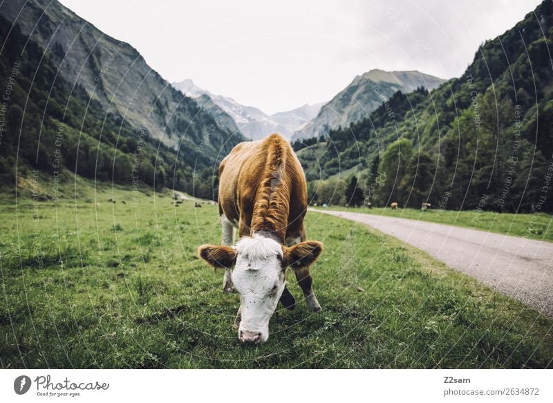 Allgäu / Trettlachtal / E5 Abenteuer wandern Natur Landschaft Gewitterwolken Wetter Wiese Alpen Berge u. Gebirge Kuh Fressen stehen natürlich braun grün ruhig