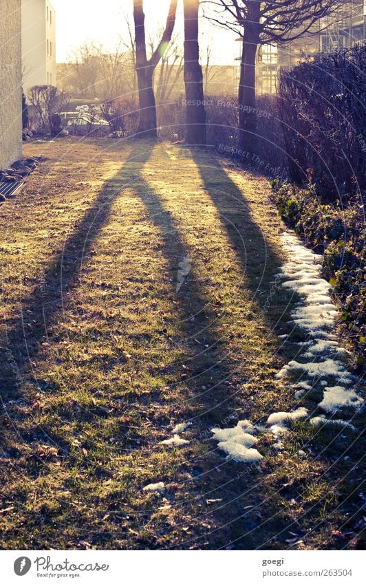 Schatz, wir brauchen noch Grillkohle Umwelt Natur Schnee Pflanze Baum Gras Hecke Wiese Haus ästhetisch Frühlingsgefühle Tauwetter Farbfoto Außenaufnahme