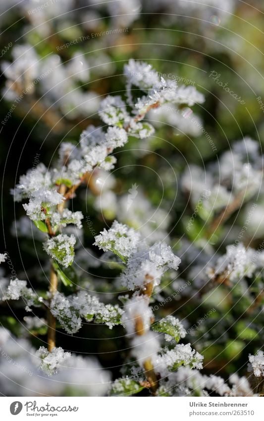 Letzte Reste Umwelt Natur Pflanze Wasser Frühling Winter Eis Frost Sträucher Blatt glänzend kalt nass natürlich grün Raureif Eiskristall Kristallstrukturen