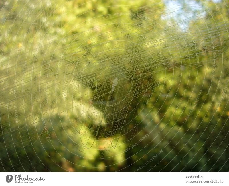 Kratzer Umwelt Natur Pflanze Sommer Wald Glas Scheibe scratching Vandalismus Glasscheibe Farbfoto mehrfarbig Außenaufnahme Nahaufnahme Detailaufnahme