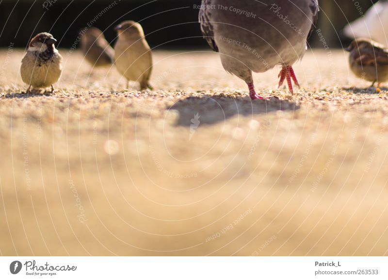 zwischen Tauben und Spatzen Tier Wildtier Vogel 4 Tierfamilie gehen Blick außergewöhnlich lustig Krallen gefiedert Schatten Sand Farbfoto Außenaufnahme