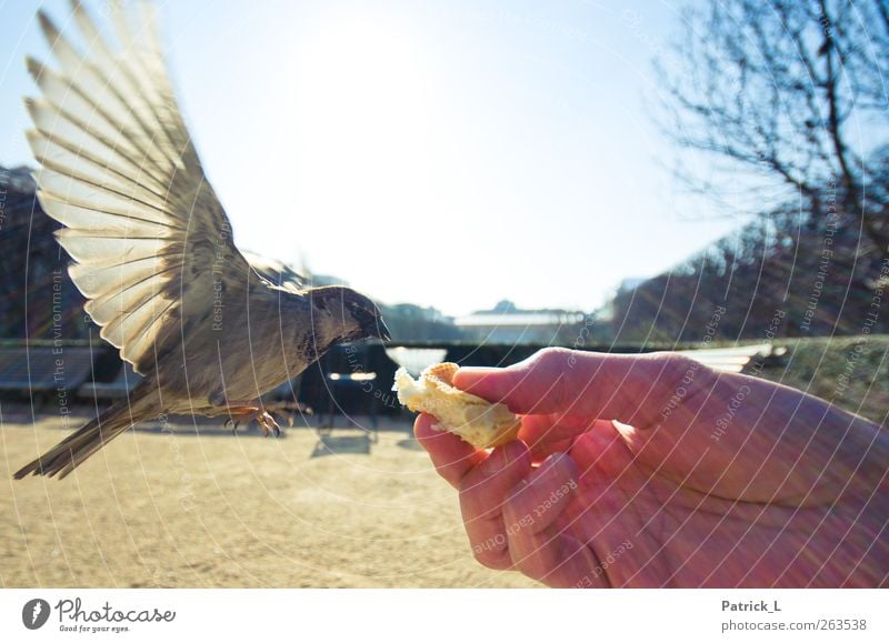 Vogelperspektive Flügel Spatz 1 Tier fliegen Fressen füttern Tierliebe Himmel Hand Schweben Feder Momentaufnahme Farbfoto Außenaufnahme Nahaufnahme Tag Licht