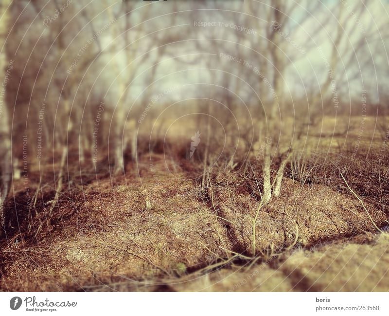 Ipweger Moor Natur Landschaft Pflanze Erde Winter Sträucher Birkenwald Feld Wald Sumpf Moorbirke Oldenburg Bundesadler Europa Stadtrand Menschenleer Gefühle