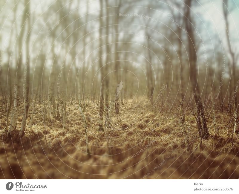 Ipweger Moor Natur Landschaft Winter Wald Oldenburg Bundesadler Europa Menschenleer braun gelb Einsamkeit Vergänglichkeit Farbfoto Gedeckte Farben Außenaufnahme