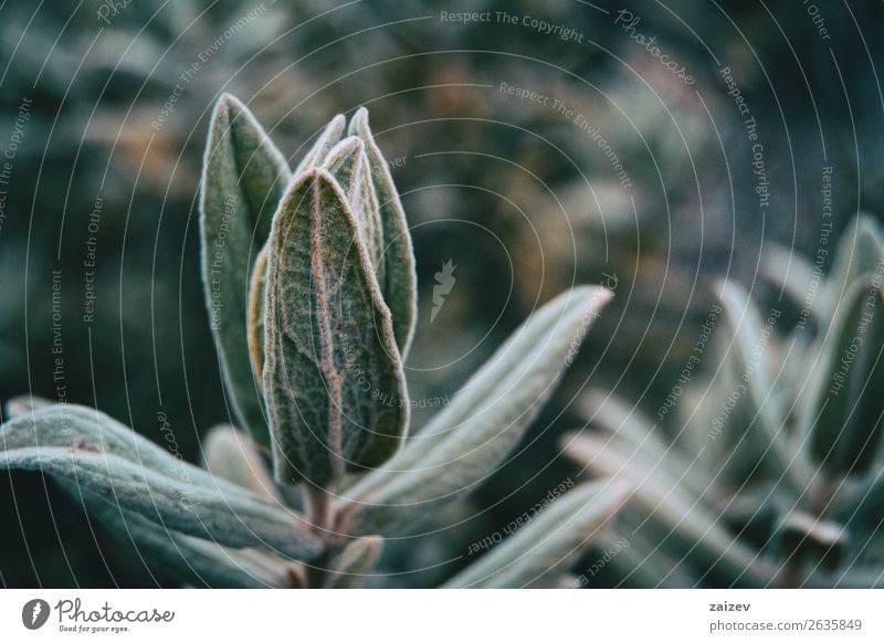 Nahaufnahme der Blätter von Cistus albidus auf dem Berg schön Medikament Berge u. Gebirge Garten Umwelt Natur Pflanze Blume Sträucher Blatt Park Reinigen