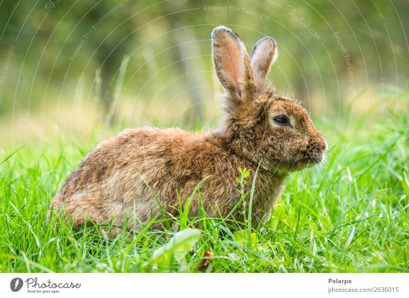 Brauner Osterhase im frischen grünen Gras Essen schön Jagd Sommer Sonne Garten Ostern Baby Natur Tier Wiese Pelzmantel Haustier klein niedlich wild braun grau