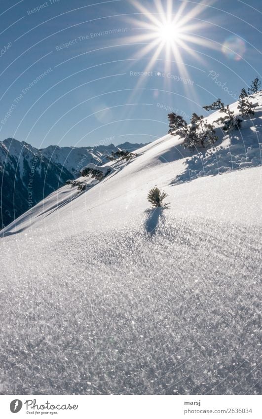 Winterzauber Leben harmonisch Ferien & Urlaub & Reisen Tourismus Ausflug Freiheit Schnee Winterurlaub Berge u. Gebirge Natur Wolkenloser Himmel Sonne