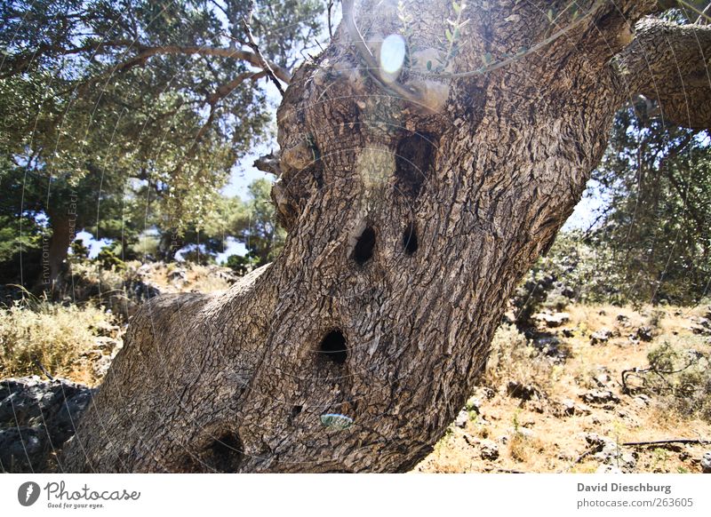 Piepmatzdomizil Sommer Natur Pflanze Schönes Wetter Baum Grünpflanze Wald Baumstamm Baumrinde Nisthöhle alt Ast Lichteinfall Farbfoto Außenaufnahme