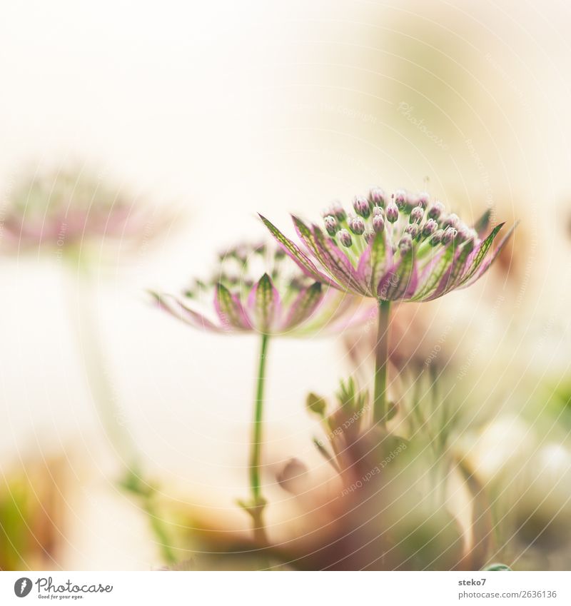 zarte Blüten Blume grün violett weiß zerbrechlich Unschärfe dezent Blütenknospen Zierlauch Gedeckte Farben Nahaufnahme Menschenleer Textfreiraum oben