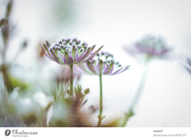 zarte Blüten Blume Zierlauch grün violett weiß zerbrechlich dezent Wiesenblume Gedeckte Farben Makroaufnahme Menschenleer Textfreiraum rechts Textfreiraum oben