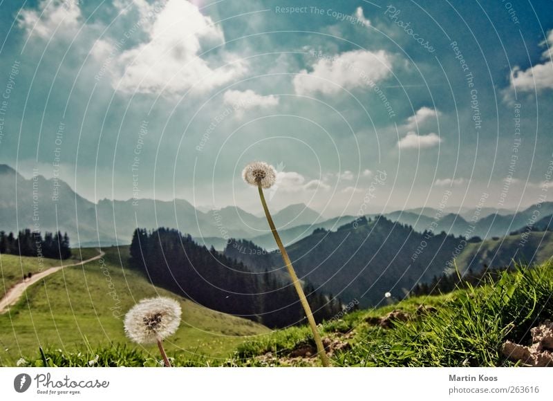 Weit Natur Landschaft Himmel Wolken Pflanze Blume Löwenzahn Wiese Hügel Felsen Berge u. Gebirge Wege & Pfade genießen leuchten verblüht wandern ästhetisch frei