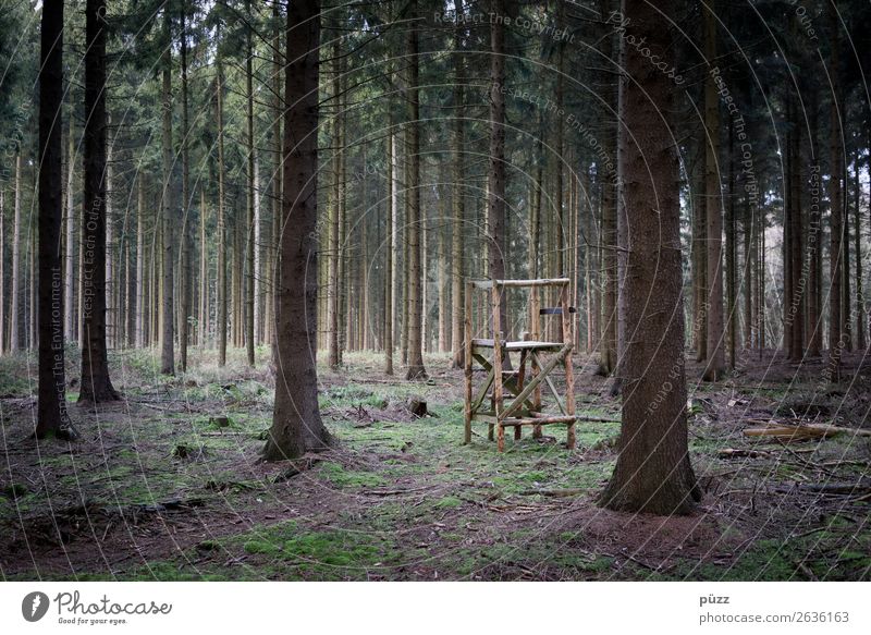 HOCHsitz Umwelt Natur Landschaft Tier Baum Tanne Fichte Fichtenwald Nadelwald Wald Jagd sitzen warten bedrohlich dunkel braun grün träumen Tod Angst Jagdrevier