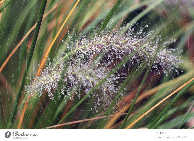 Gräser mit Tropfen Natur Pflanze Wasser Wassertropfen Regen Gras Grünpflanze Garten Park braun gelb grau grün orange schwarz weiß Perle Halm Herbstfärbung