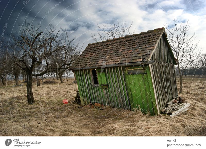 Zimmer frei Häusliches Leben Garten Umwelt Natur Landschaft Pflanze Himmel Wolken Horizont Klima Wetter Schönes Wetter Wind Baum Gras Sträucher karg Hütte Holz