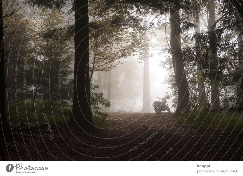 Ausflug Erholung ruhig Abenteuer Freiheit Umwelt Natur Pflanze Sonnenlicht Herbst Schönes Wetter Nebel Baum Wald Verkehrsmittel Fahrzeug Motorrad grün schwarz