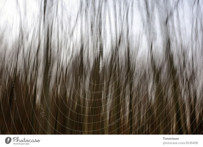 Im Stangenwald Umwelt Natur Pflanze Himmel Herbst Baum Wald Holz natürlich blau braun weiß Gefühle Baumstamm Ast Farbfoto Außenaufnahme Menschenleer Tag