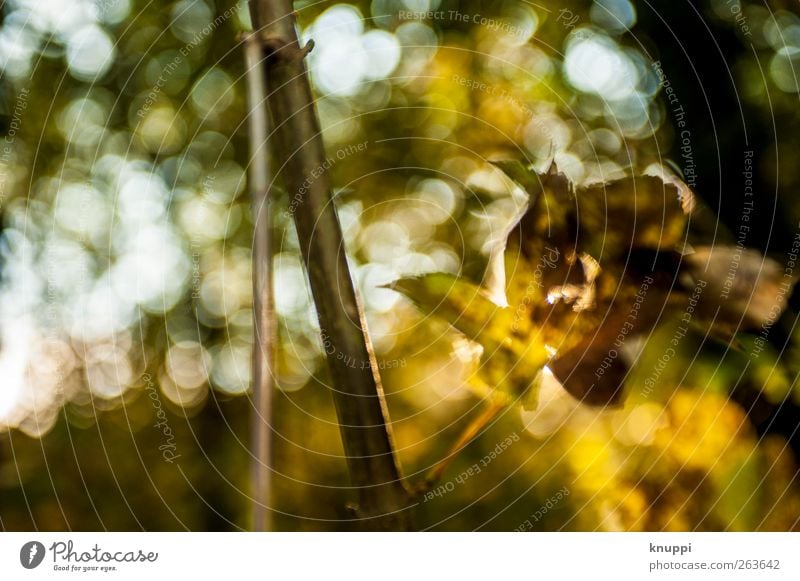 Blattgold Natur Pflanze Sonne Sonnenlicht Herbst Schönes Wetter Baum Gold glänzend leuchten gelb grün schwarz Farbfoto mehrfarbig Außenaufnahme Nahaufnahme