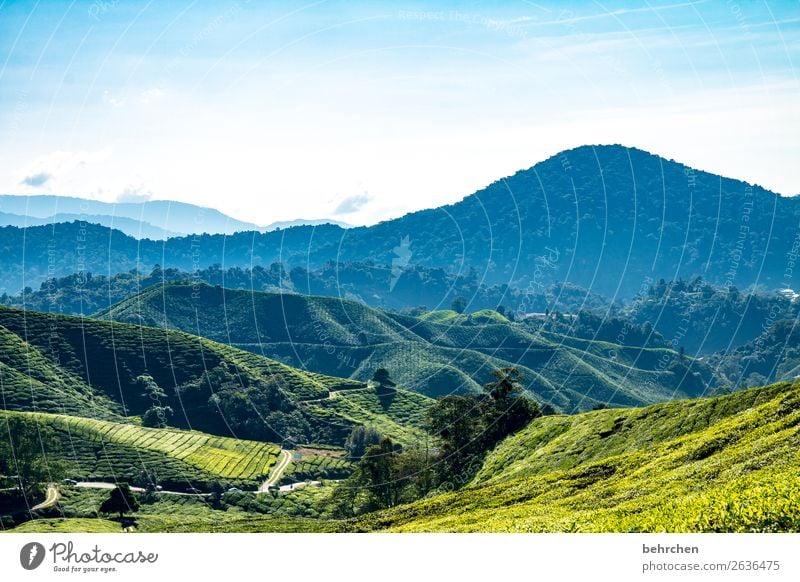 teatime Ferien & Urlaub & Reisen Tourismus Ausflug Abenteuer Ferne Freiheit Natur Landschaft Himmel Pflanze Baum Sträucher Blatt Nutzpflanze Teepflanze