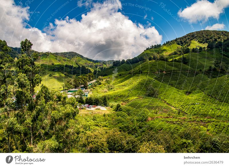 wonderland Ferien & Urlaub & Reisen Tourismus Ausflug Abenteuer Ferne Freiheit Umwelt Natur Landschaft Himmel Wolken Baum Blatt Nutzpflanze Teepflanze