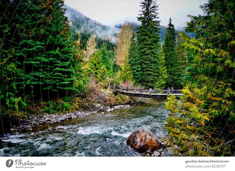 Brückenwege Natur Landschaft Pflanze Urelemente Erde Wasser Himmel Wolkenloser Himmel Moos Wildpflanze Wald Berge u. Gebirge Flussufer Erholung gigantisch blau