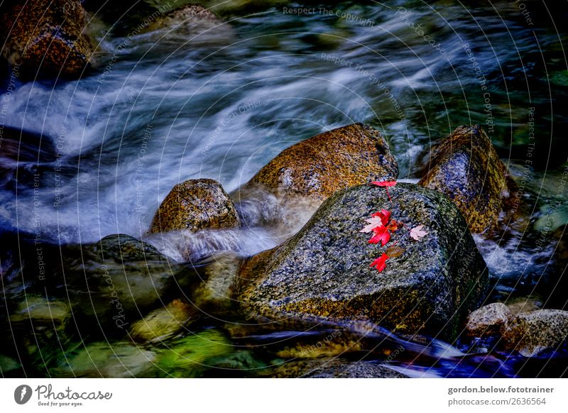 kanadische Urgewalten Umwelt Natur Pflanze Urelemente Wasser Schönes Wetter Blatt Stein außergewöhnlich natürlich wild blau braun gold grau rot schwarz silber