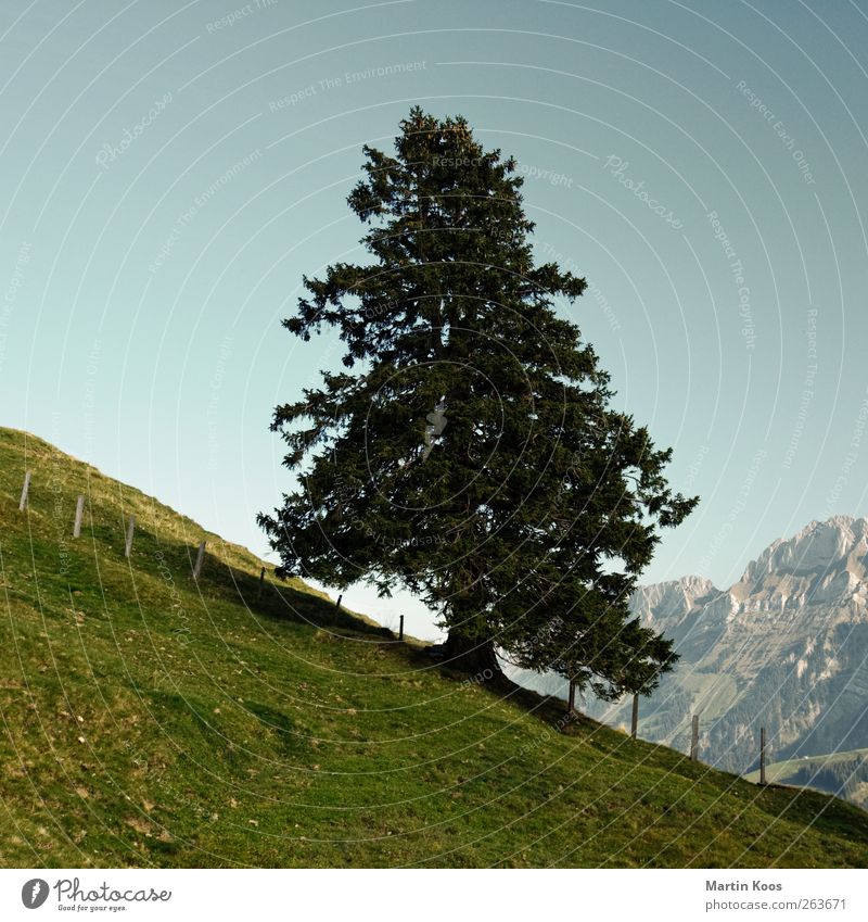 Aufrecht Stehen Natur Landschaft Pflanze Baum Wald Hügel Felsen Berge u. Gebirge Wachstum authentisch groß hoch natürlich oben anstrengen Zufriedenheit Freiheit