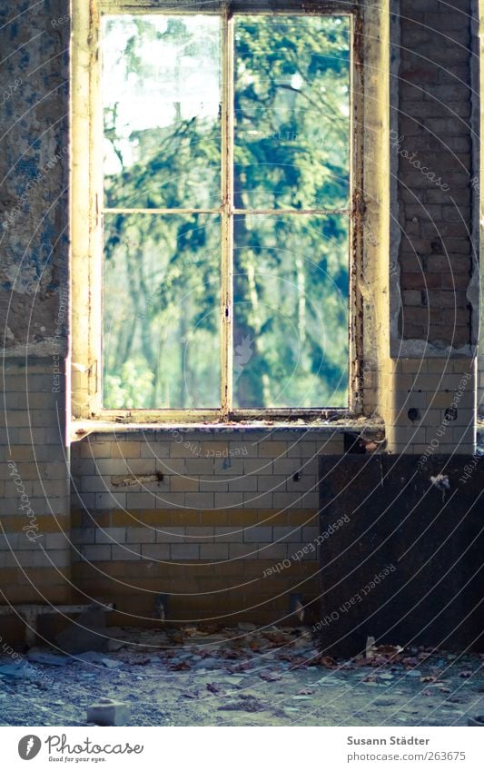 geht woanders ein Fenster auf... Kunst Natur Garten Haus Ruine Mauer Wand Denkmal alt Vandalismus Heilstätte Unbewohnt leer kaputt Backstein Putz Sanieren Baum