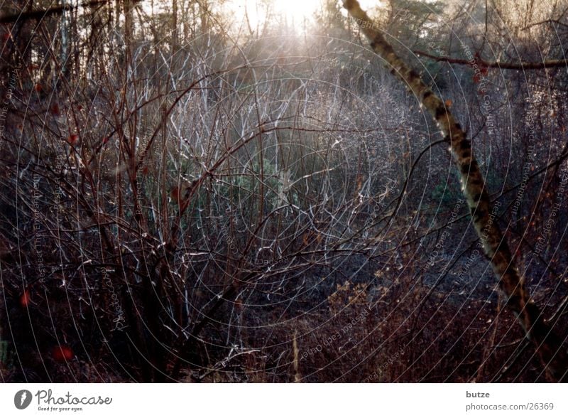 Wintersonne Baum kalt Gegenlicht Sonne Frost