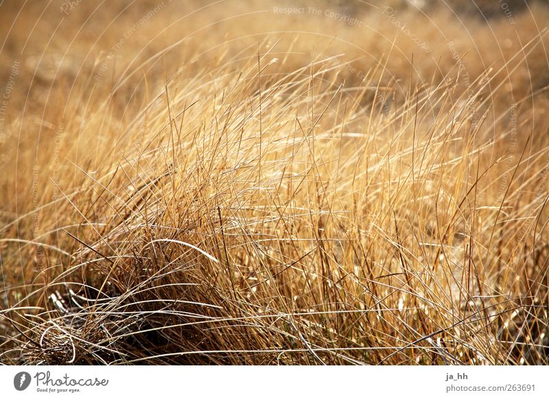 Nordsee IV Wind Erholung Ostsee Gezeiten Ebbe Flut Strand Sturm rascheln Rauschen Halm Gras Gegenlicht Silhouette Strandhafer Dünengras Getreide Feld Ernte