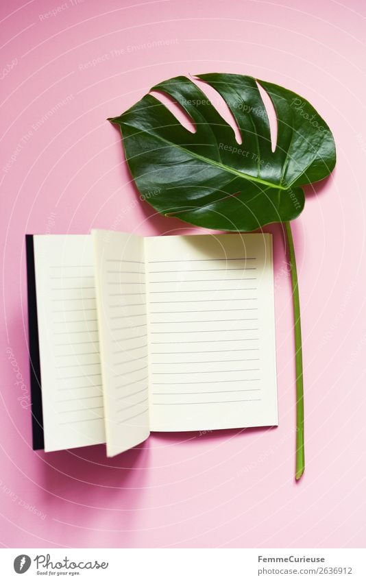 Stem and leaf of a monstera lying next to a book Natur Kommunizieren lesen schreiben Buch Notizbuch rosa weiß Fensterblätter Blatt Stengel Pflanze Pflanzenteile