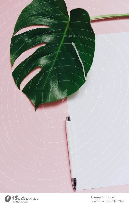 White sheet of paper & the leaf of a monstera on pink background Schreibwaren Papier Zettel Kreativität Fensterblätter Pflanze Pflanzenteile Grünpflanze