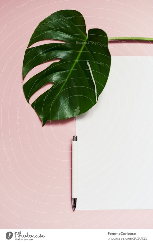 White sheet of paper & the leaf of a monstera on pink background Lifestyle Schreibwaren Papier Zettel Kreativität Fensterblätter rosa grün Kugelschreiber leer